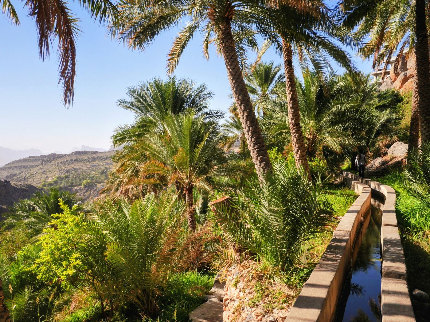 A narrow stone-lined water channel, a falaj, running between date palms in a mountain oasis in Oman